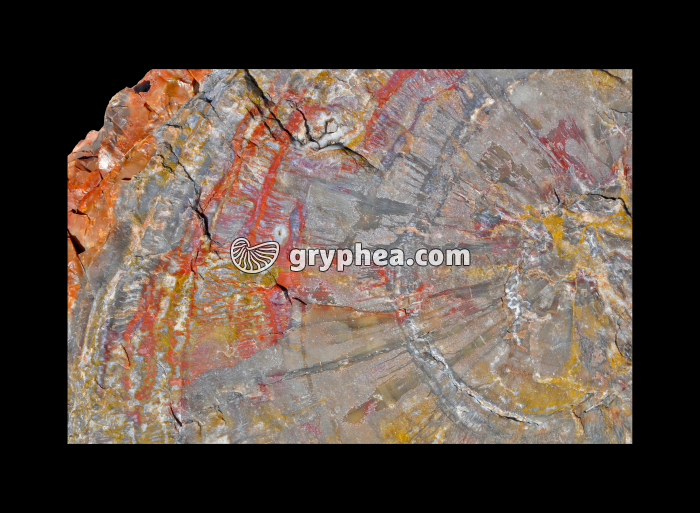 Tronc silicifié en CT (Arizona, USA) - gryphea.com